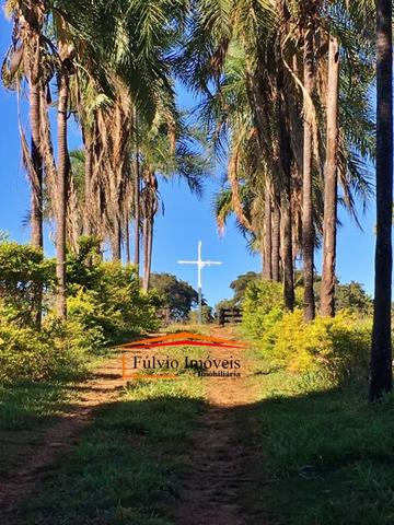 Belíssima fazenda, 110hectares, próximo de Caldas Novas, casarão rústico, rica em água - Foto 10
