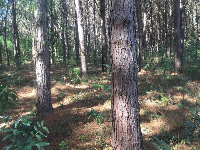 Floresta de Pinus