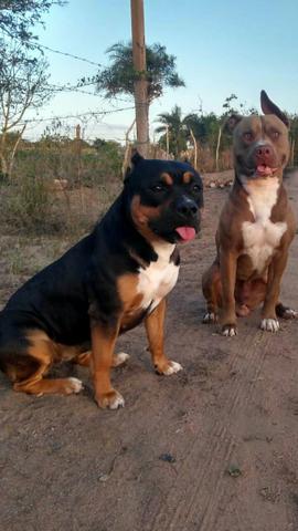 Vendo cachorro - Foto 3