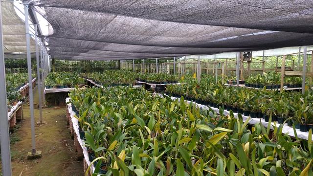 Chácara de orquídeas - Foto 2