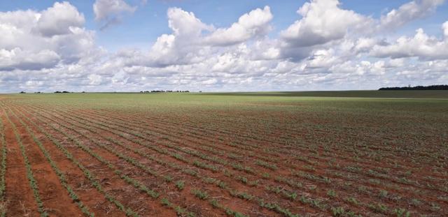 Fazenda 1.700 Hectares Plantando Lavoura - Tapurah - MT - Foto 2