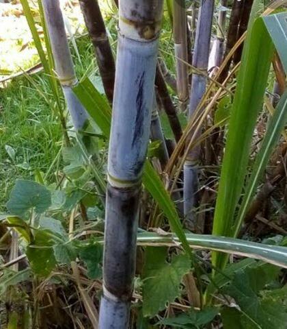 Vendo amarrado de cana para caldo - Foto 2