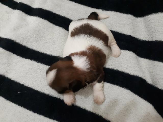 Shihtzu - Foto 2
