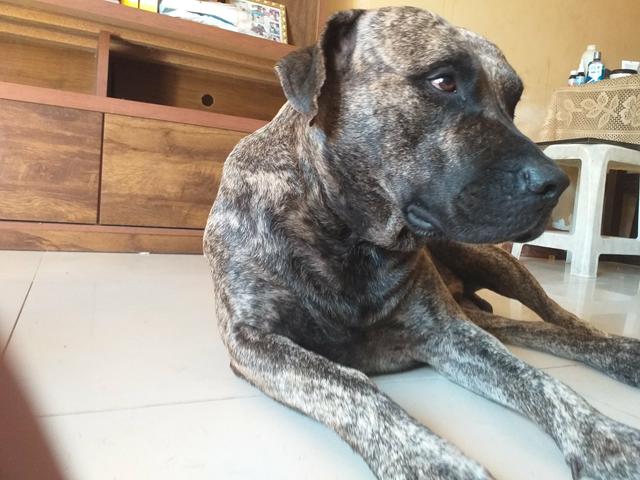DOGO CANÁRIO para procriação - Foto 3