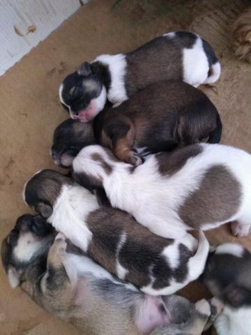 Lhasa Apso legítimos - Foto 3
