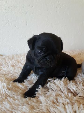 Filhotes de Pug - Foto 3