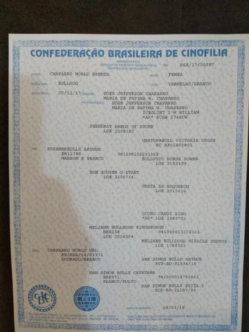 Vendo femia de buldogue inglês top - Foto 4