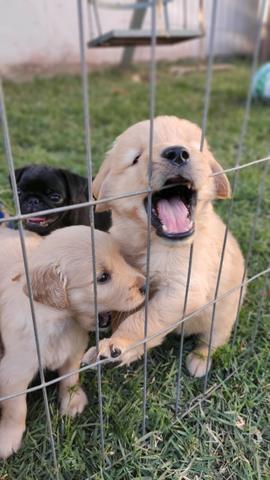 Filhotes de Golden Retriever com ótima linhagem