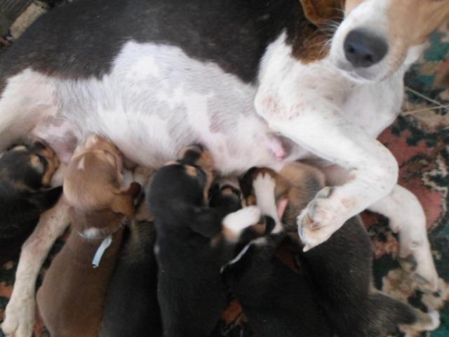 Beagle - Foto 5