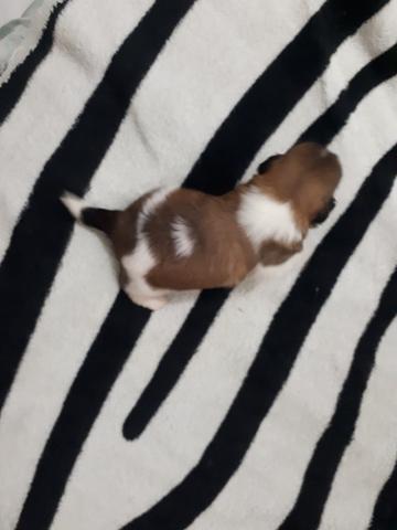 Shihtzu - Foto 3