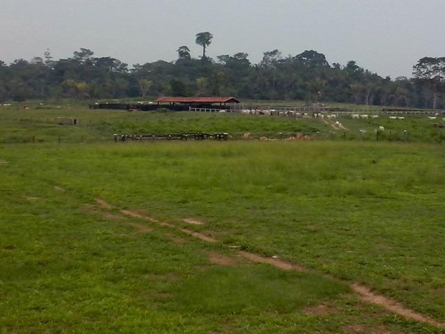 Fazenda 1.232 Hectares Terra de Cultura - MT - Foto 6