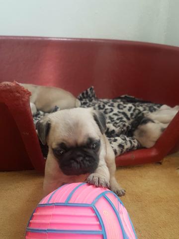 Filhotes de Pug - Foto 4