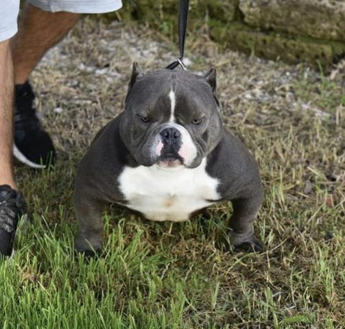 Lindos Filhotes de American Bully (pegada gringa)
