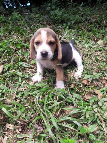 Beagle 13 polegadas, muito fofos 