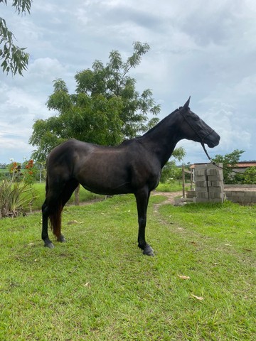 Vendo égua preta