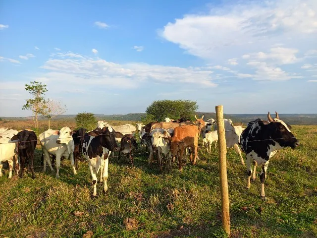 Fazenda Santo Antonio do Descoberto Goias 300 hectares formada margem de rio e asfalto