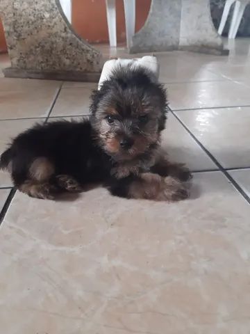 Vendo Filhote de Yorkshire Terrier