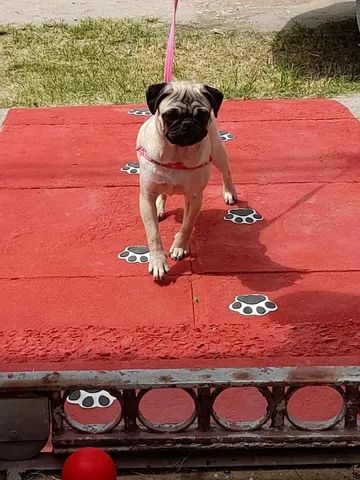 pag - Foto 4