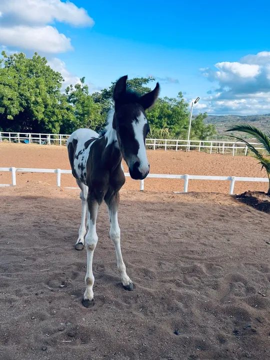 Em até 30 vezes, Potra HOMOZIGOTA, Mangalarga Machador!  - Foto 2