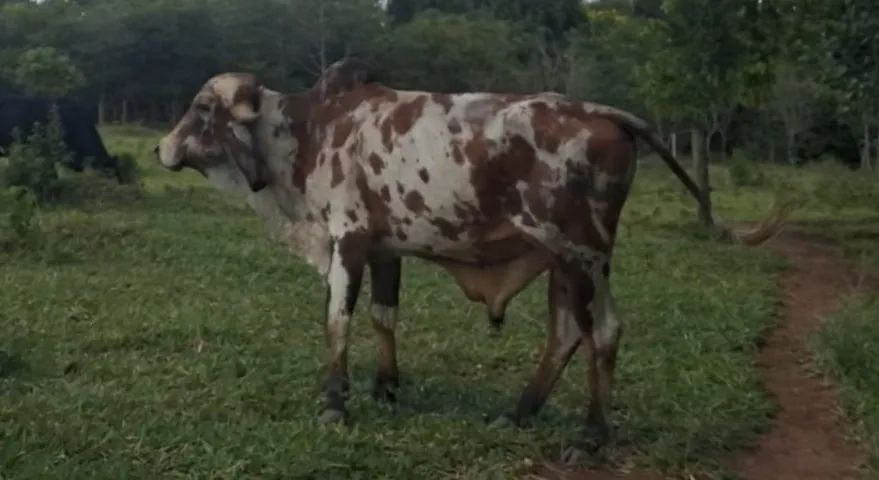 Vendo Tourinho gir leiteiro bisneto do Sansão em Abadia de Goiás  - Foto 2