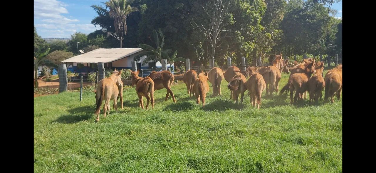 BURROS DE JUMENTO PEGA MARCHADOR COM ÉGUAS PURO SANGUE ÁRABE COM CERCA DE 24 MESES - Foto 3