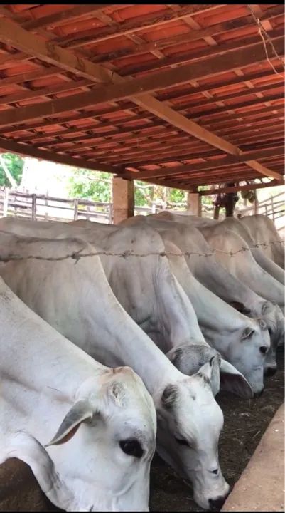 Lote de novilhas Nelore(20 cabeças)