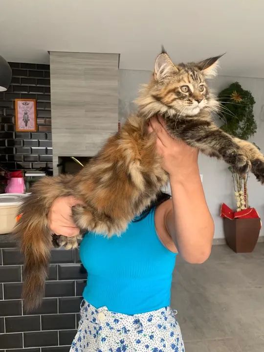 Filhotes Maine Coon