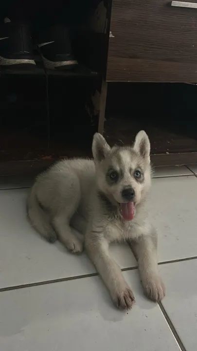 Vendo essa filhote de husky 