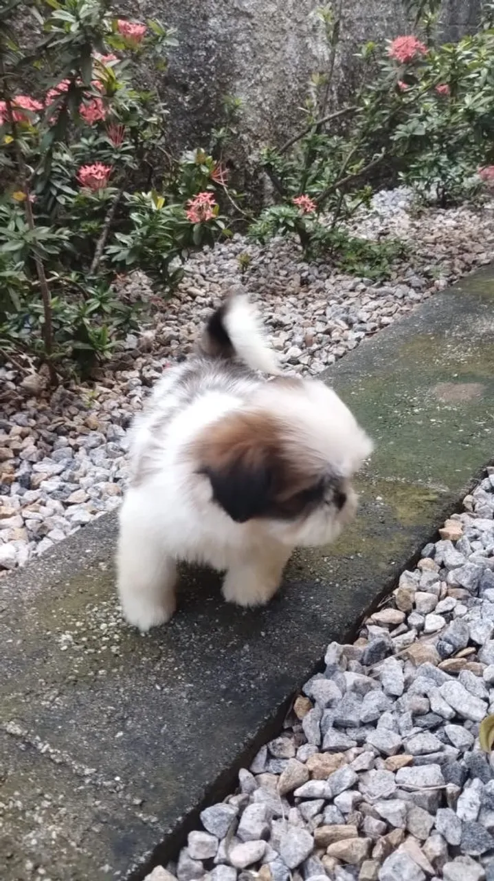 Filhote Shih Tzu