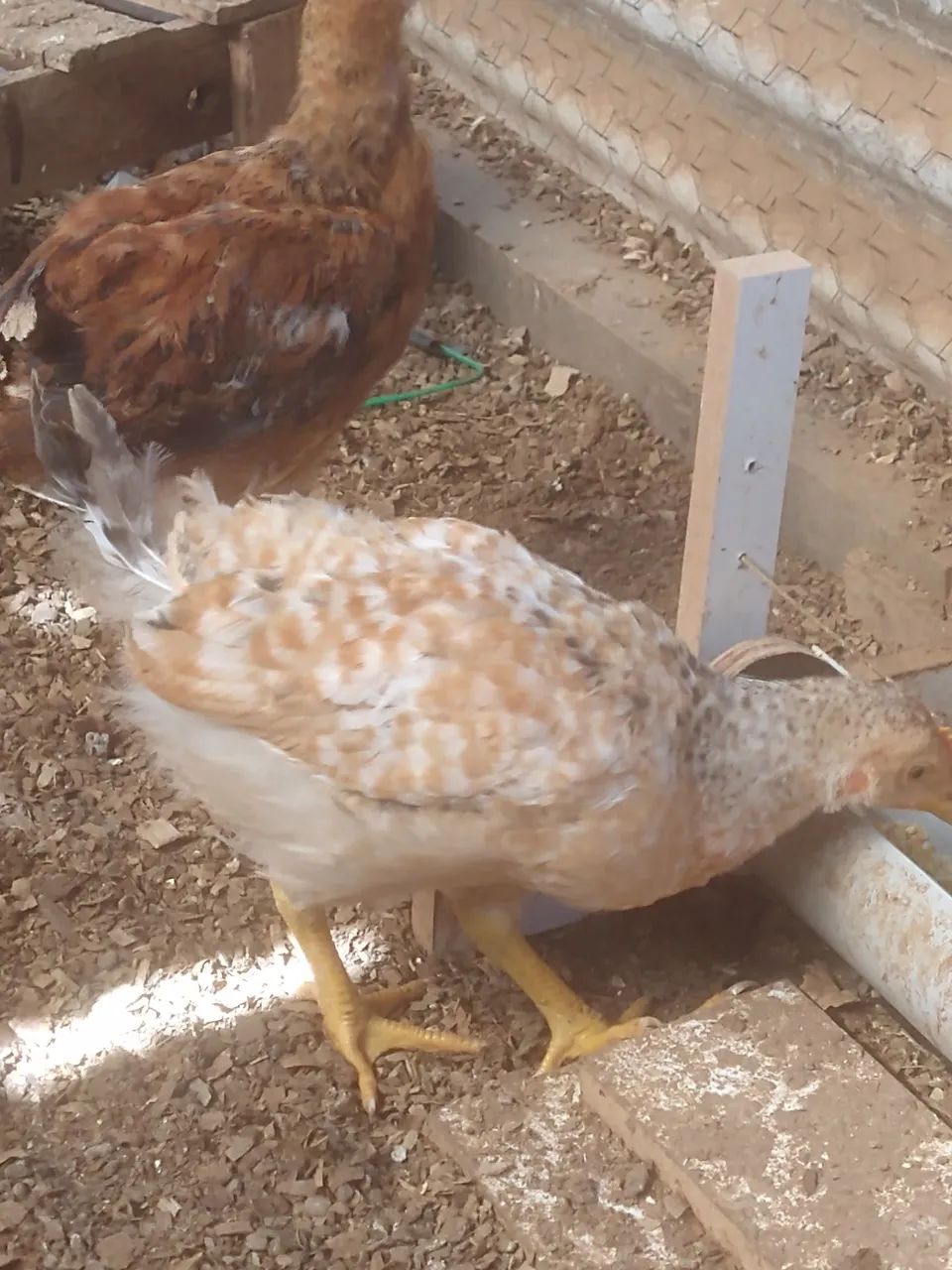 Frango de porta muito forte. - Foto 2