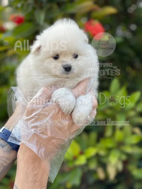 Spitz Alemão, filhotes lindos com garantias!