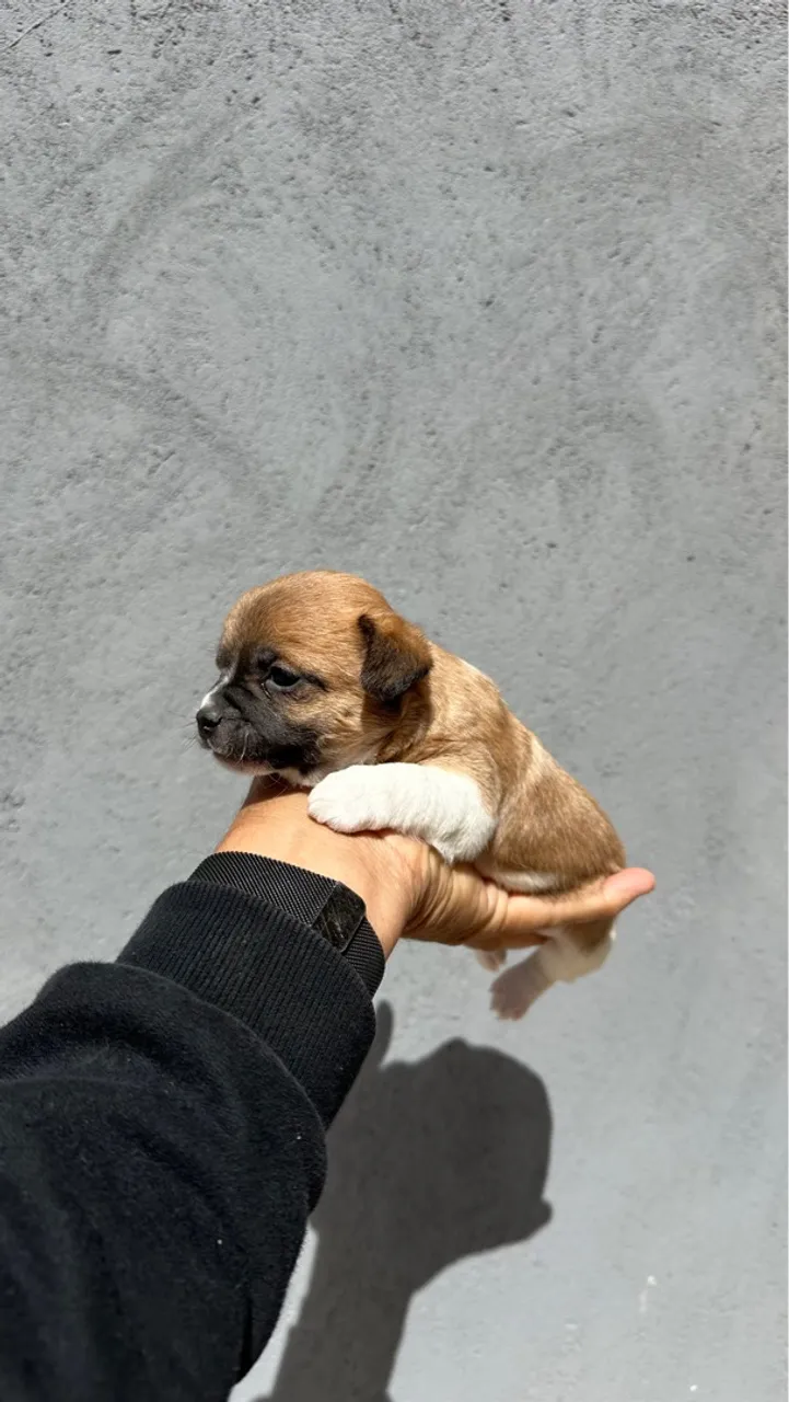 Chihuauha filhotes machos 