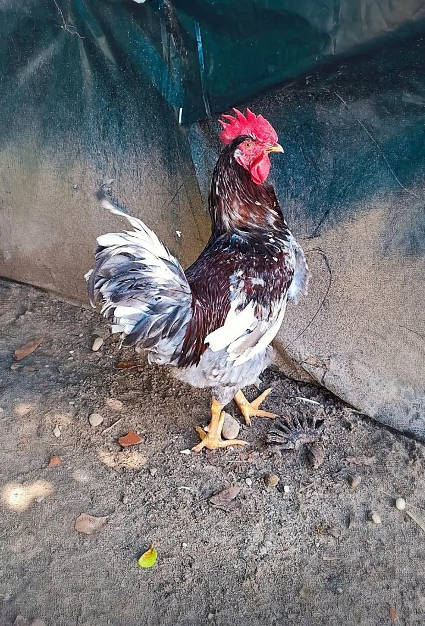 Frangos GSB