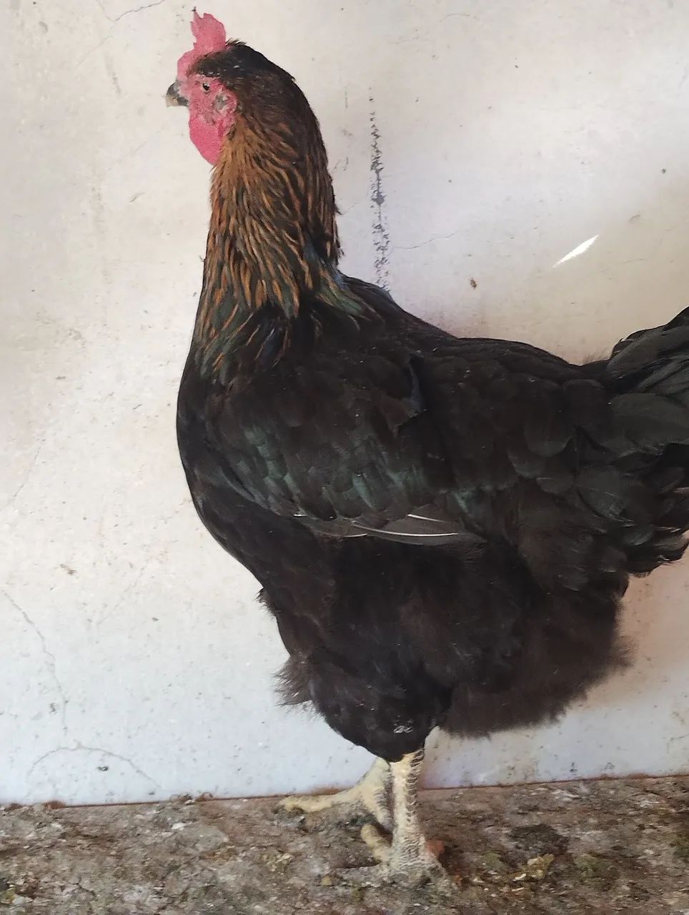GSB ( Galinha sertaneja Balão) - Foto 3