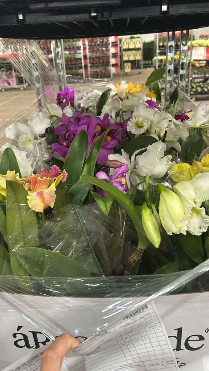 Sua próxima planta favorita está aqui... Quer descobrir qual?  - Foto 3