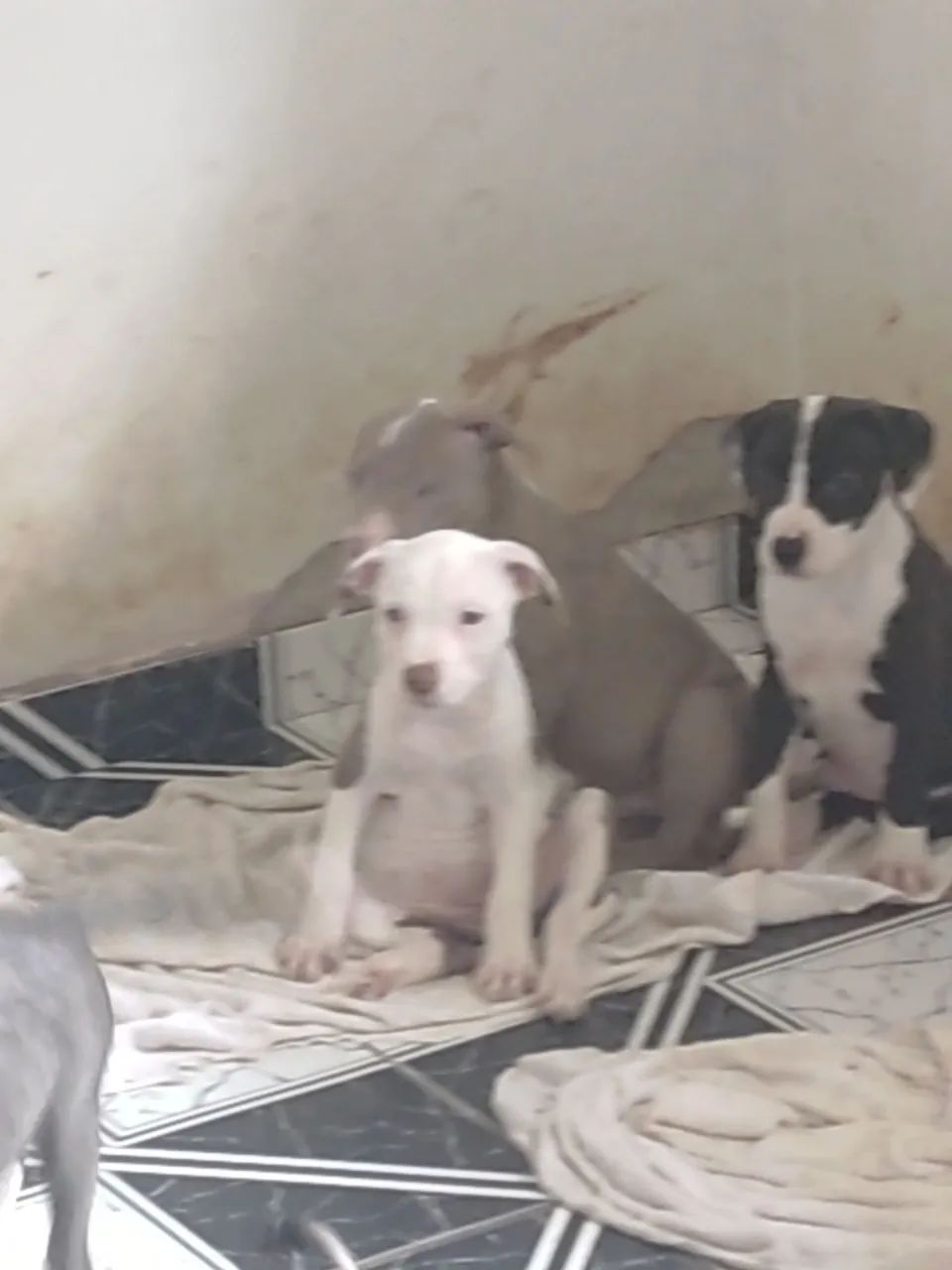 Doa se filhotes mestiço Pitbulls Red Nose - Foto 3