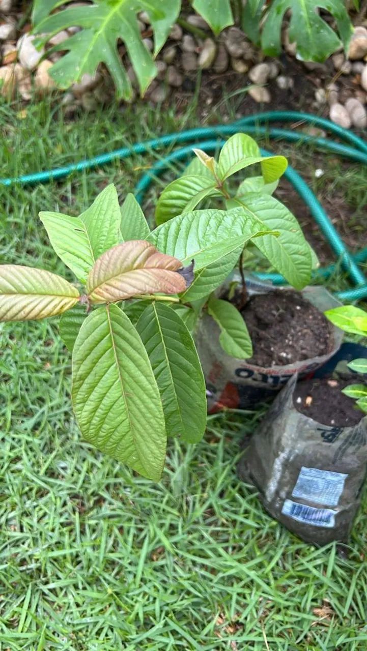 Mudas de plantas variadas - Foto 4