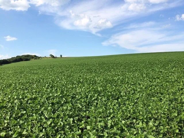 Sitio com 15 Alqueires na Região de Santa Fé Parana  - Foto 3