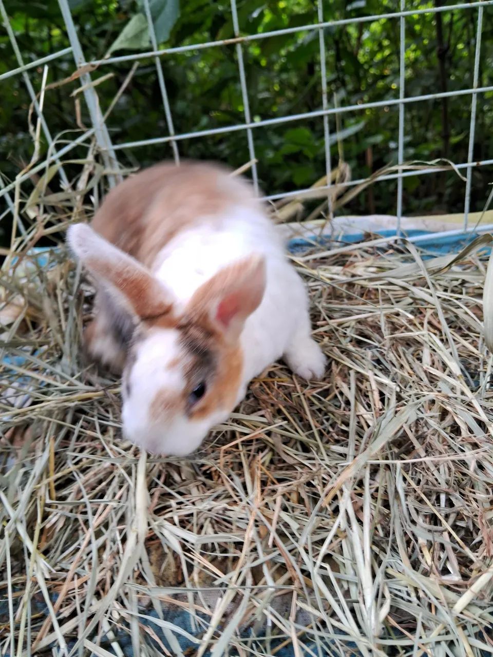 A3M-Coelho Mini Rex, arlequim camurça-PROMOÇÃO- ( leia a descrição do anúncio  - Foto 4