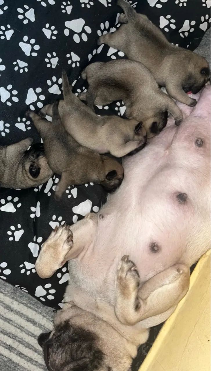Filhotes Pugs Lindos 1 foto pai e mãe  - Foto 3