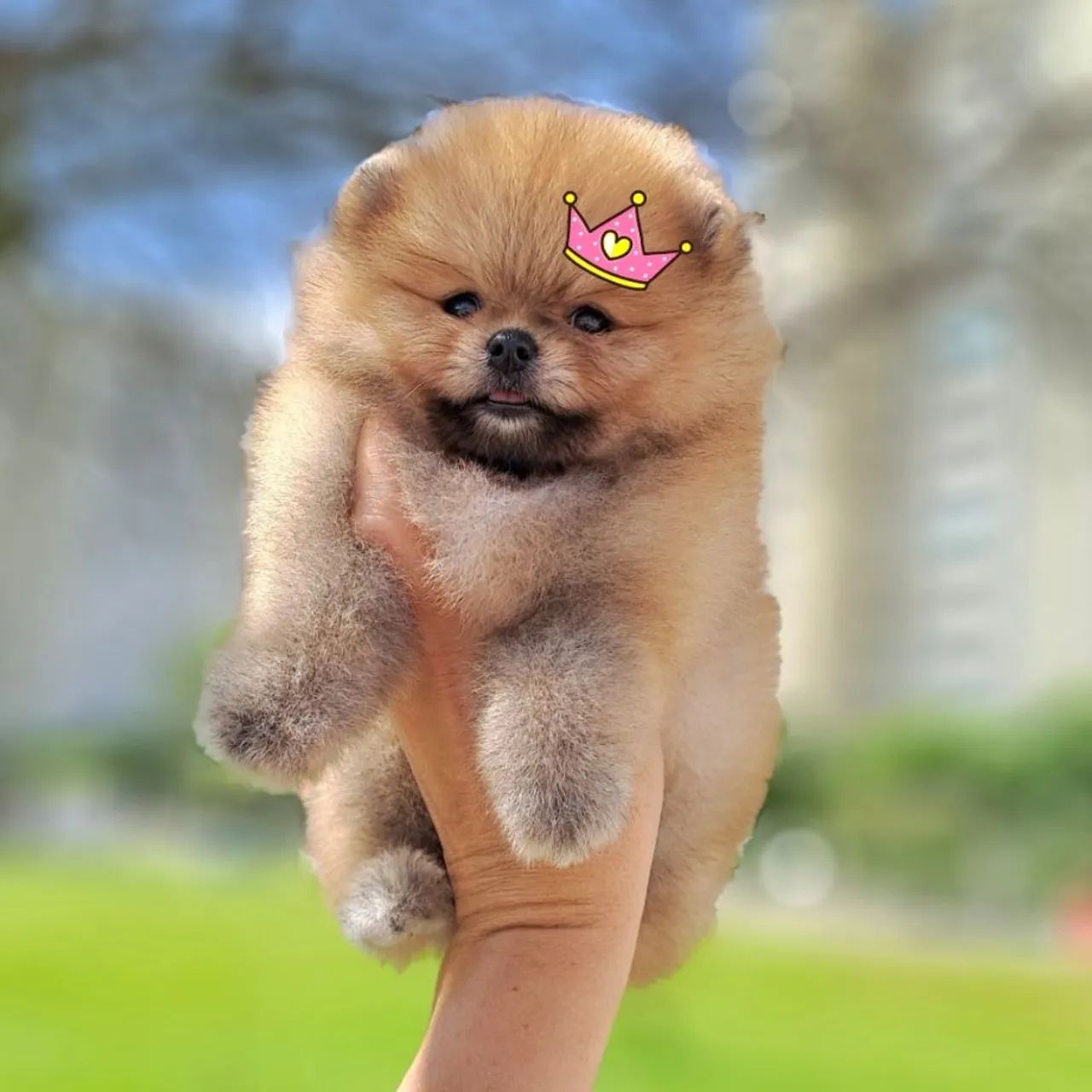 Ursinhos Laranjas Lulu da Pomerânia  - Foto 3