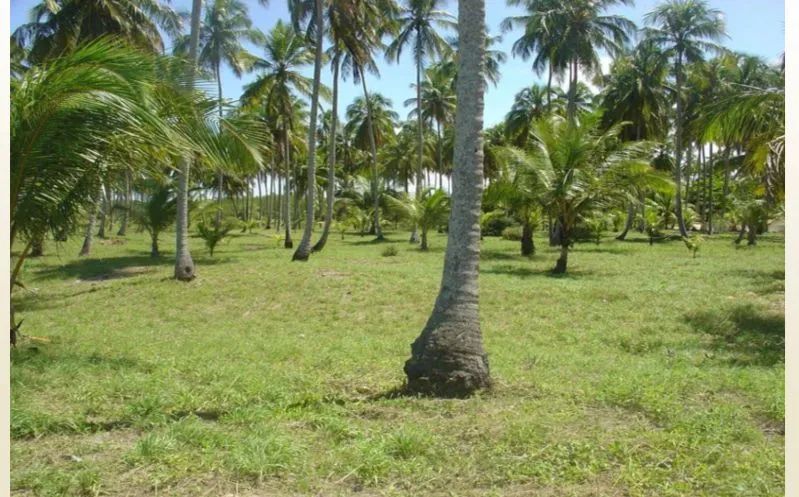 Lote/Terreno para venda possui 70685 metros quadrados em Centro - Paripueira - AL - Foto 4