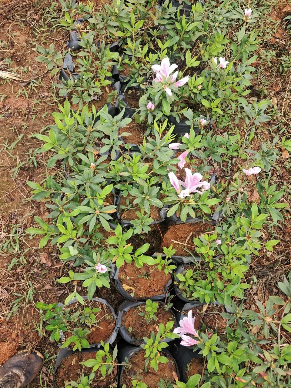 Mudas de Azaleias em Flor - Produção Rural - Foto 5
