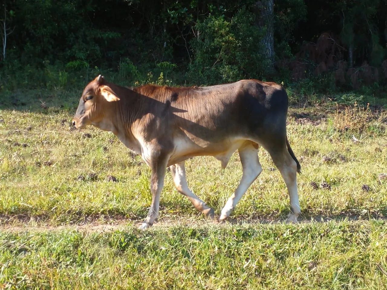 Vacas com terneiros  - Foto 4