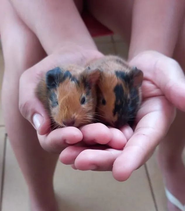 Mamãe porquinha da índia e filhotes - Foto 6