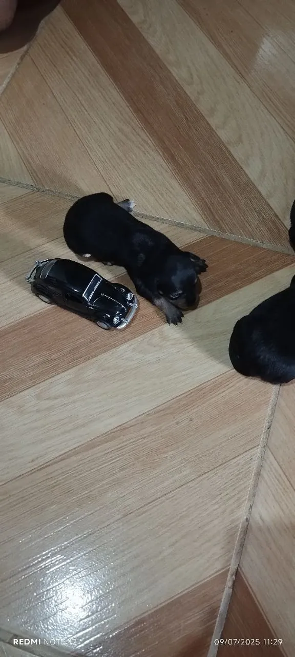 Filhote de pinscher número 1