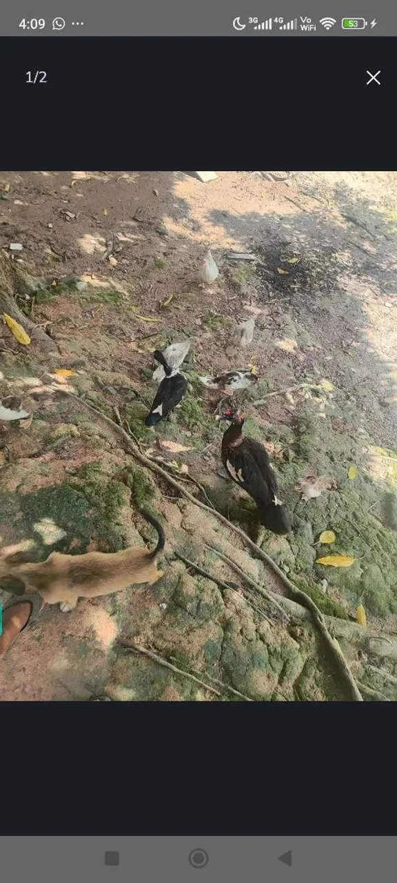 Lindos patos 350R$ tem nove pato meu ZAP *96