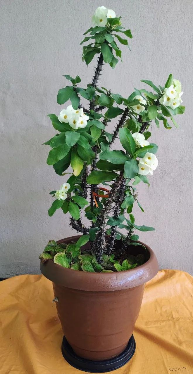 Planta Eu e Tú gigante  - Foto 3