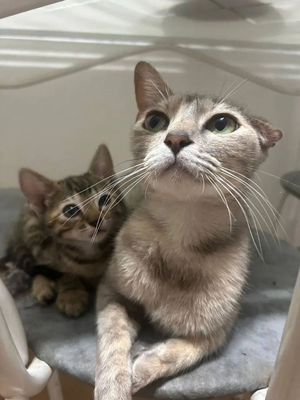 Meg, 1 ano, castrada.