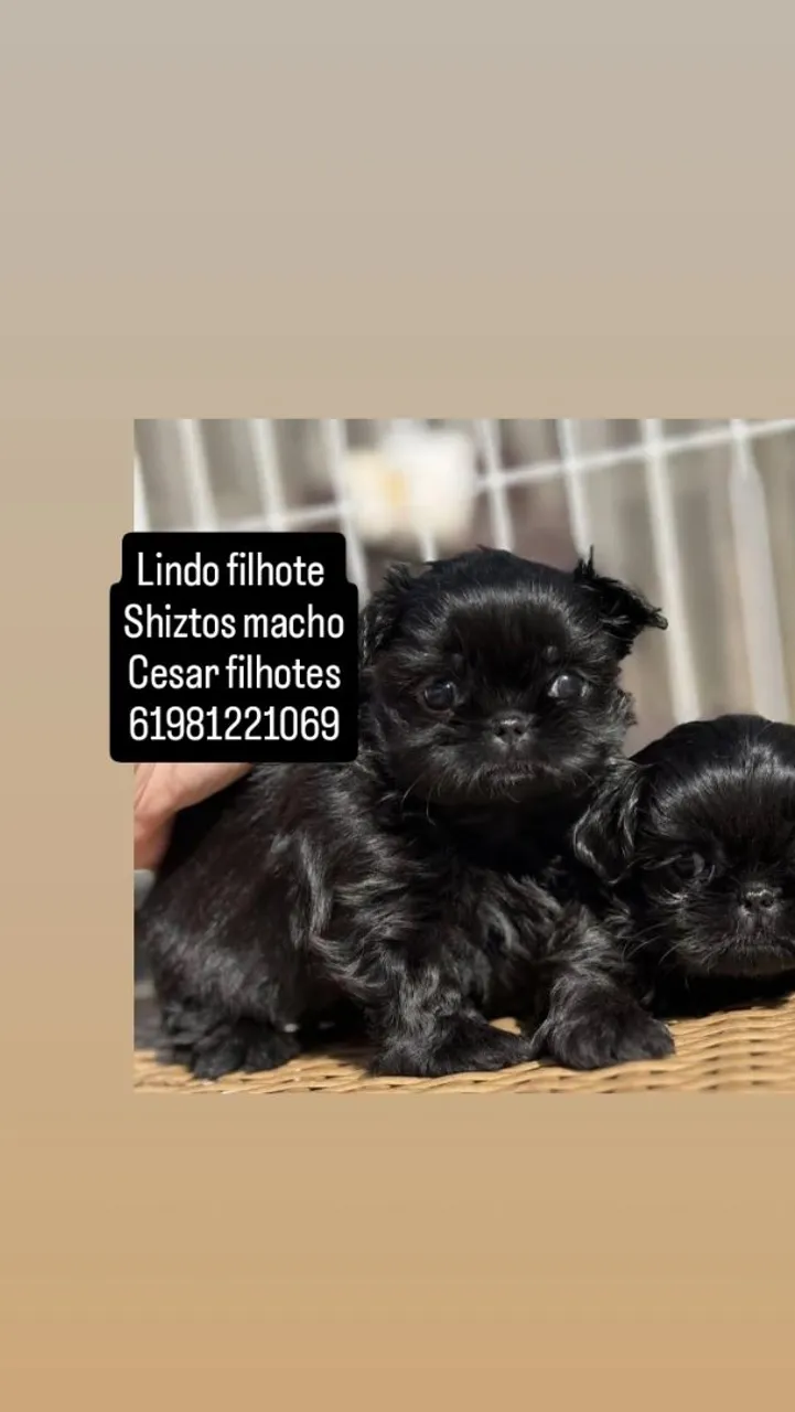 Lindo filhote de shiztos macho mini